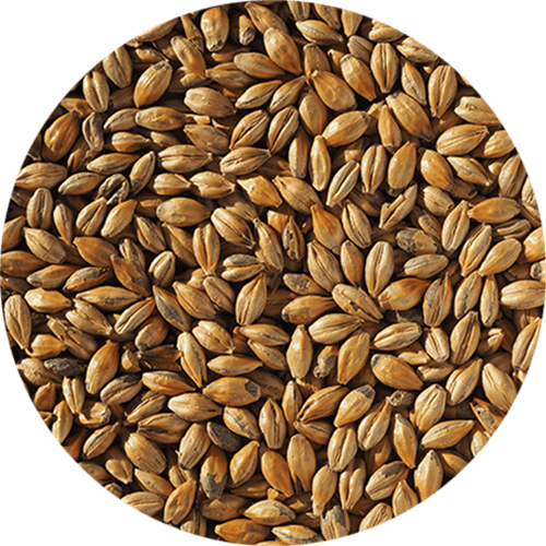 Malte Amber - Crisp