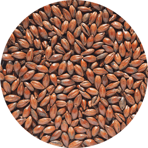 Malte Chocolate Claro - Crisp